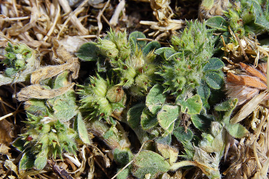 Trifolium da identificare